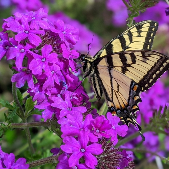 Meet your Posher, Lauren - Picture 1 of 1